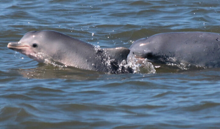mae-e-filhote-de-boto-cinza-nadam-juntos